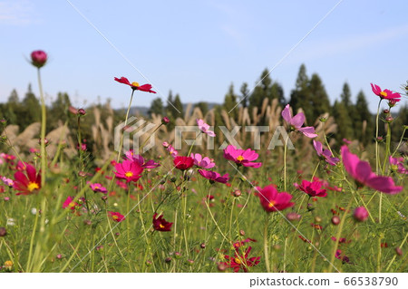 Autumn cosmos 66538790