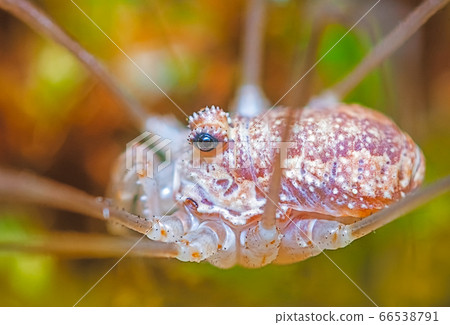 Close up picture of Opiliones, harvestmen, daddy longlegs 66538791