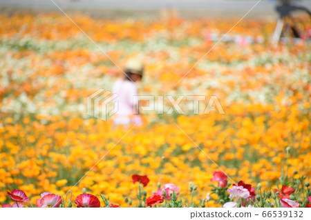Poppy field Poppy field 66539132