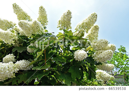 Kashiba Hydrangea (Kaikea Hydrangea) 66539538