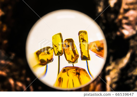 Fragments of amber close-up. Natural amber with 66539647