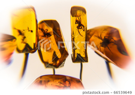 Fragments of amber close-up. Natural amber with Fragments of amber close-up. Natural amber with 66539649