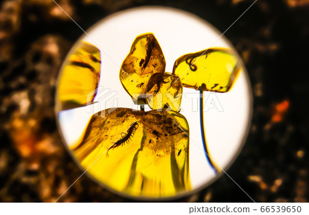 Fragments of amber close-up. Natural amber with Fragments of amber close-up. Natural amber with 66539650