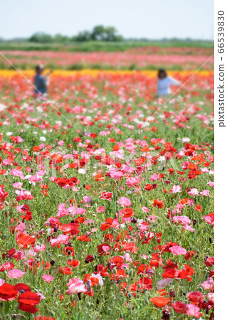 Poppy field 66539830