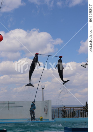 Dolphin jump! Dolphin jump! 66539897