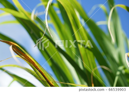 Green grass leaves 66539903