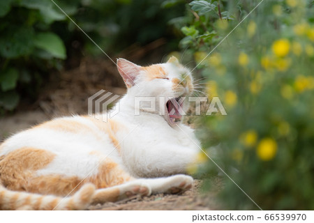 Sleepy Cat Brown White Cat Sleepy Cat Brown White Cat 66539970