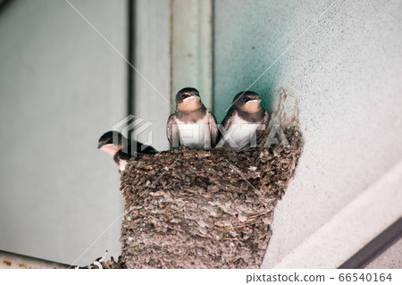 Swallow's chick 66540164