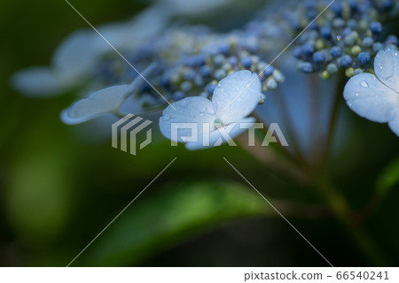 Hydrangea blue 66540241