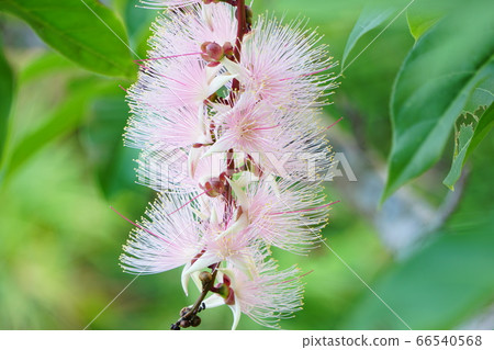 Pale pink, Sagaribana 66540568