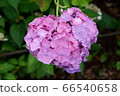 Heart-shaped hydrangea 66540658