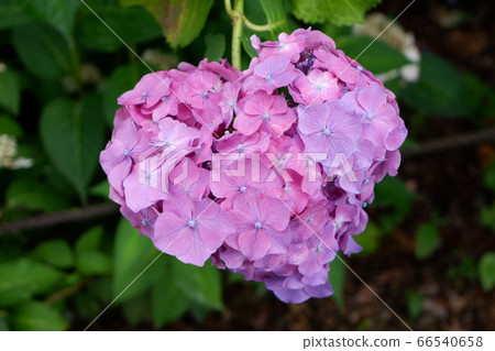 Heart-shaped hydrangea 66540658
