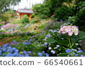 Hydrangea at Mimuroto Temple 66540661