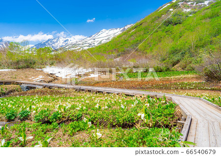 Tsugaike Nature Garden in early summer [Nagano Prefecture] 66540679