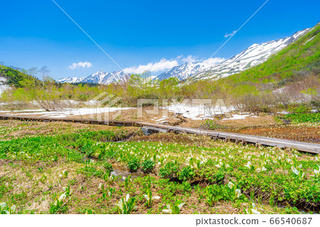 Tsugaike Nature Garden in early summer [Nagano Prefecture] 66540687