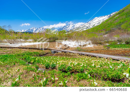 Tsugaike Nature Garden in early summer [Nagano Prefecture] 66540688