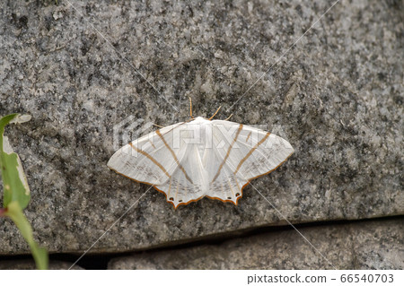 White swallow 66540703