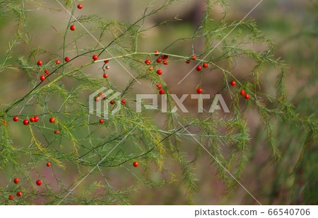 Red asparagus fruit 66540706