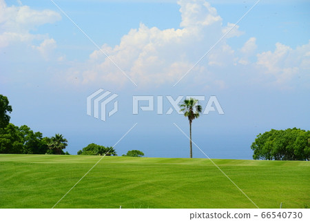 球道上的棕櫚樹 球道上的棕櫚樹 66540730