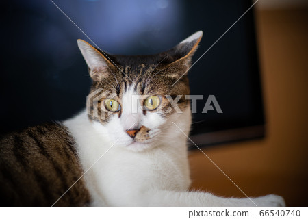 Cute cat Pheasant cat 66540740