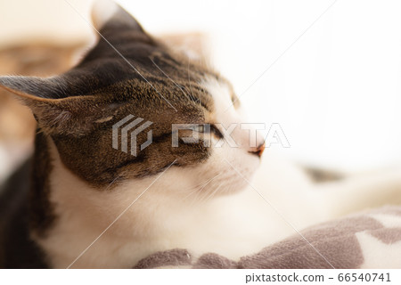 Sleepy cat Pheasant cat 66540741