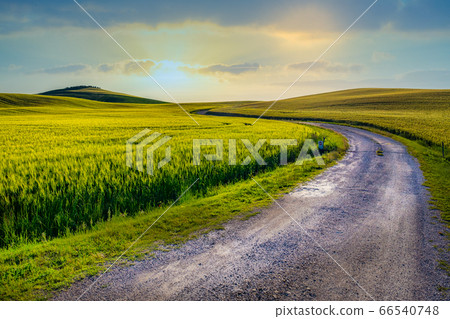 Gorgeous greens in the landscape and with light 66540748