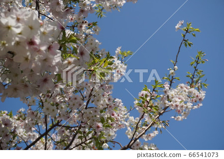 櫻花，預示著春天的到來和市中心的藍天 66541073