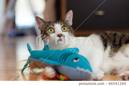 Cat playing with stuffed animals, Pheasant cat 66541169