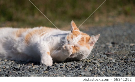 Gorone brown-white cat Gorone brown-white cat 66541292