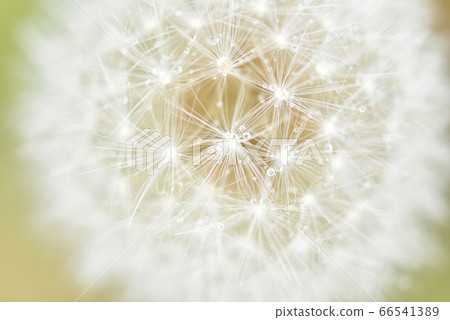 Dandelion fluff and raindrops close-up on a rainy day Dandelion fluff and raindrops close-up on a rainy day 66541389
