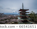 Fujiyama Motomiya Asama Taisha and cherry blossom 66541651