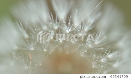 Dandelion fluff and raindrops close-up on a rainy day Dandelion fluff and raindrops close-up on a rainy day 66541799