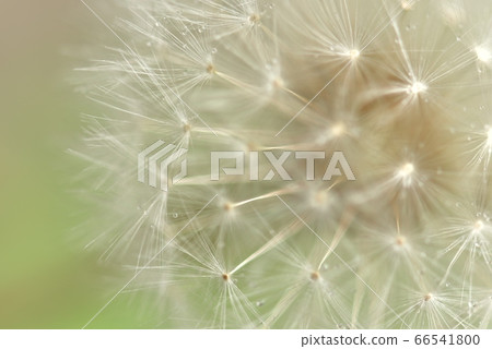 Dandelion fluff and raindrops close-up on a rainy day Dandelion fluff and raindrops close-up on a rainy day 66541800