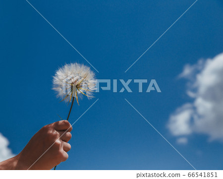 Dandelion with seeds blowing away in the wind 66541851