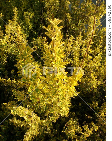 Euonymus japonicus, popular ornamental garden plant. Used in landscape design Euonymus japonicus, popular ornamental garden plant. Used in landscape design 66542560
