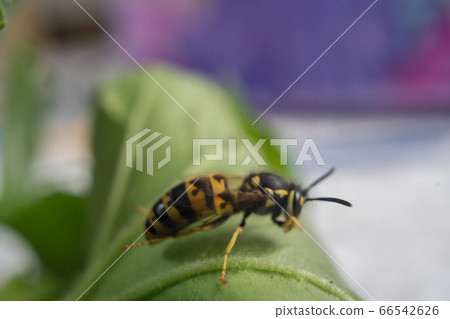 Macro of a wasp bee on a green leaf. Macro of a wasp bee on a green leaf. 66542626