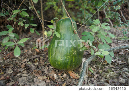 Big green pumpkin grows on a kitchen garden on the ground. 66542630