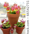 盆栽的花朵 66542731