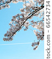 天空和櫻桃樹 66542734