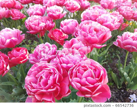 八個鬱金香 66542736