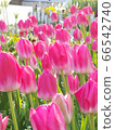 鬱金香 66542740