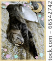 睡貓 66542742