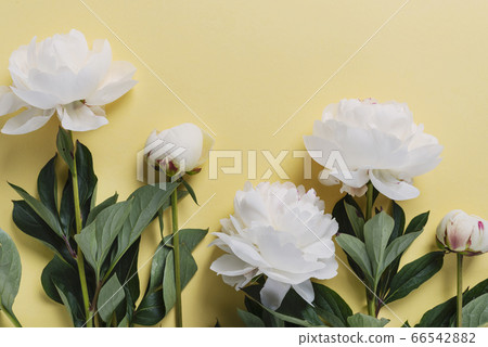 White elegant peony on the yellow background 66542882