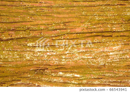Texture of tree trunk Texture of tree trunk 66543941