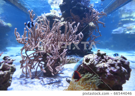 珊瑚/墨田水族館/水族館/東京/日本 66544046