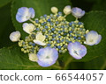 hydrangea   66544057
