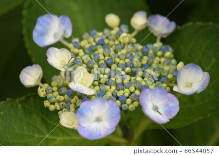 hydrangea   66544057