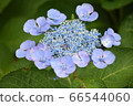  hydrangea 66544060
