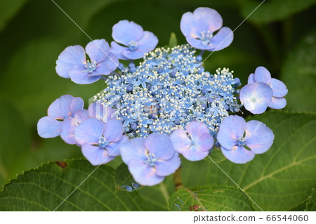  hydrangea 66544060