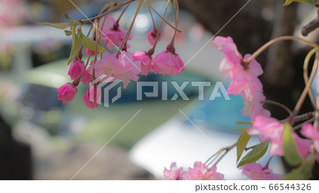 Cherry Blossoms   66544326